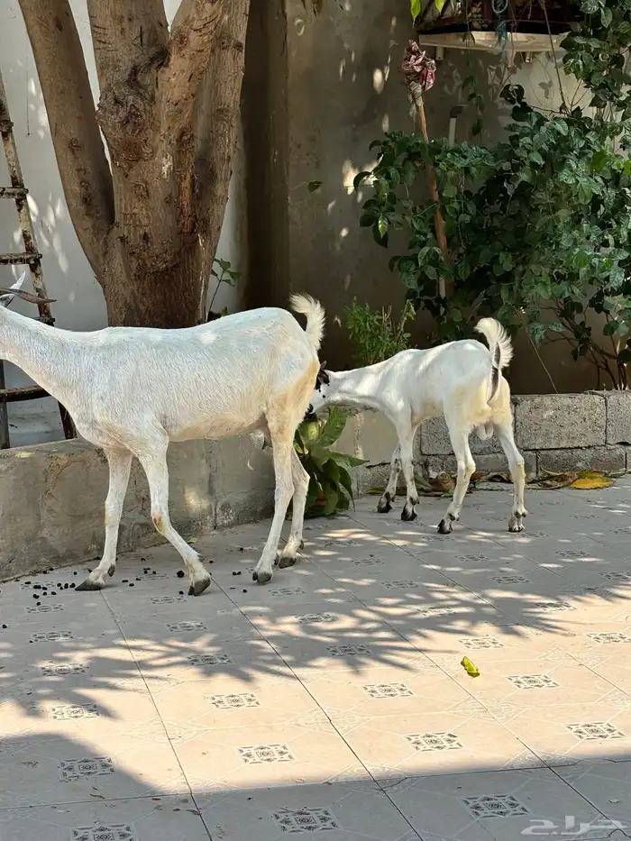 عنز منتوج ب تيس. (بيش) 10