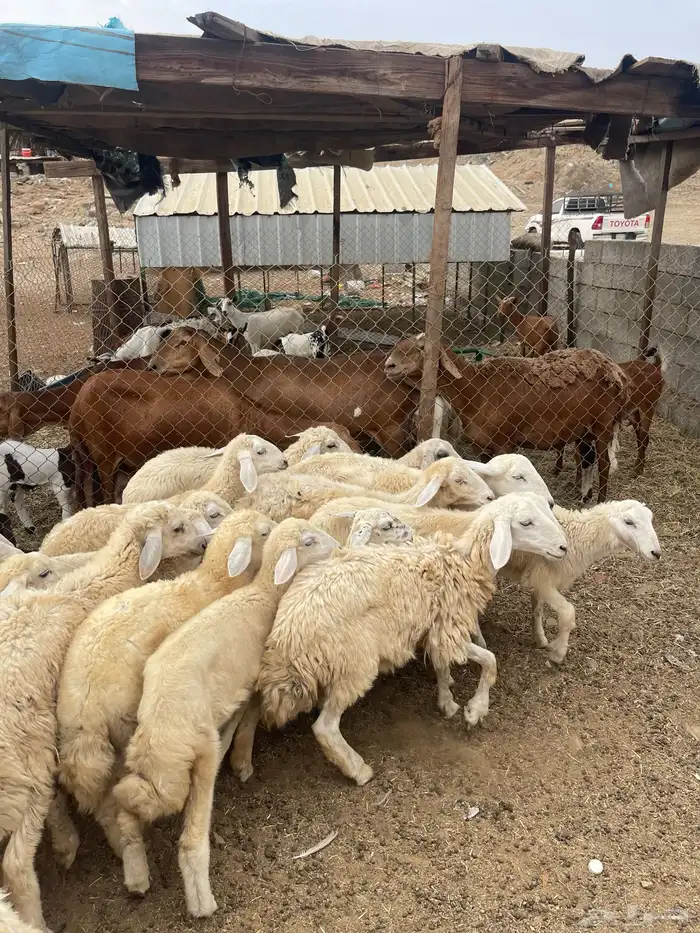 طليان ورخال 6