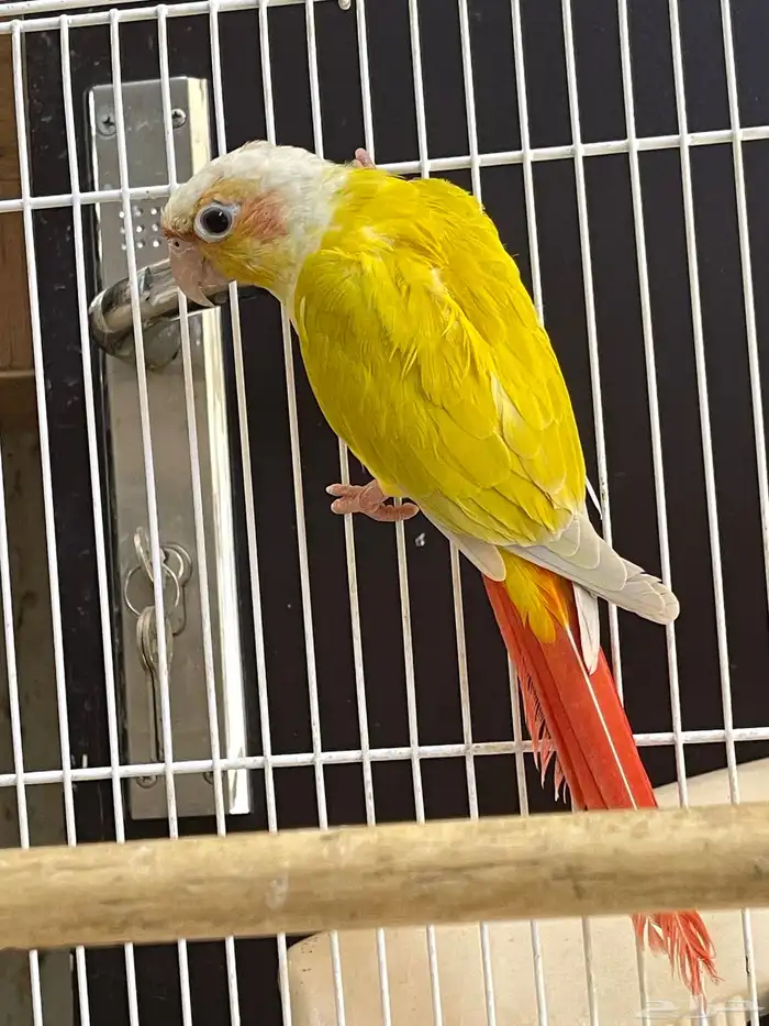 جوز كنيور صن شك 0