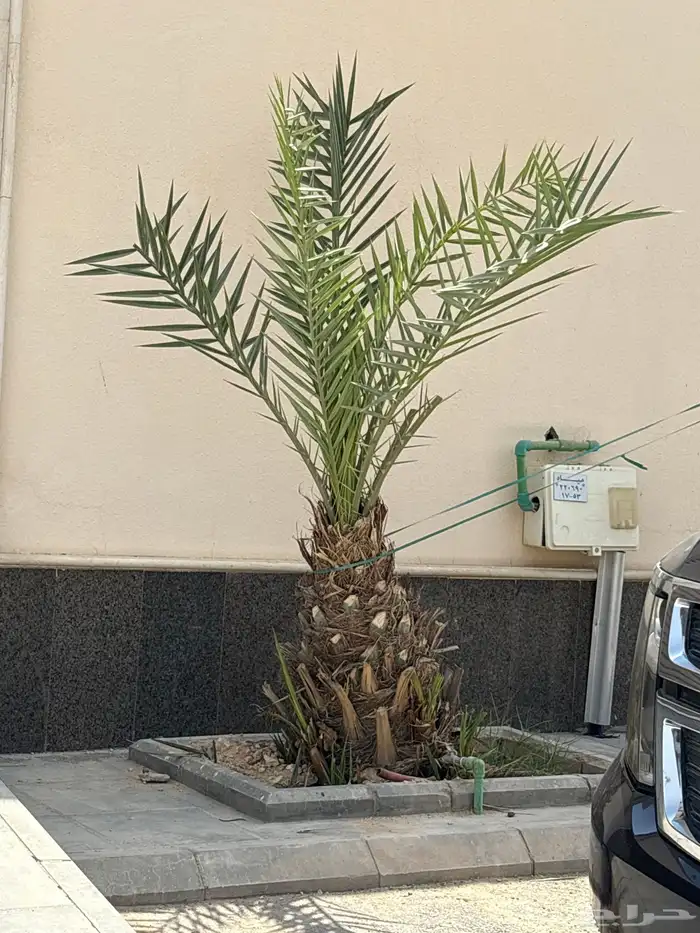 يويجد عدد 2نخيل منيف عمر 4سنوات مع فروخ عدد 3كل نخلة الشري 3