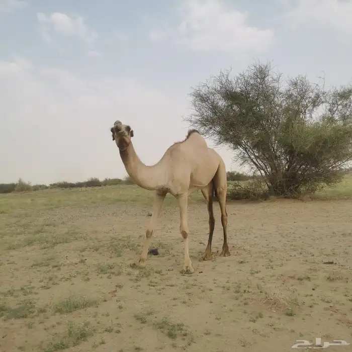 بكره اركيه للبيع 0