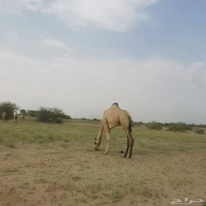 بكره اركيه للبيع 1