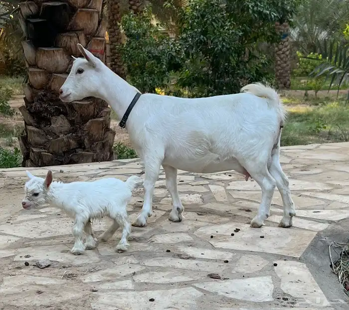 عنز قزمية متبع مكس بيور انتاج صافي 1