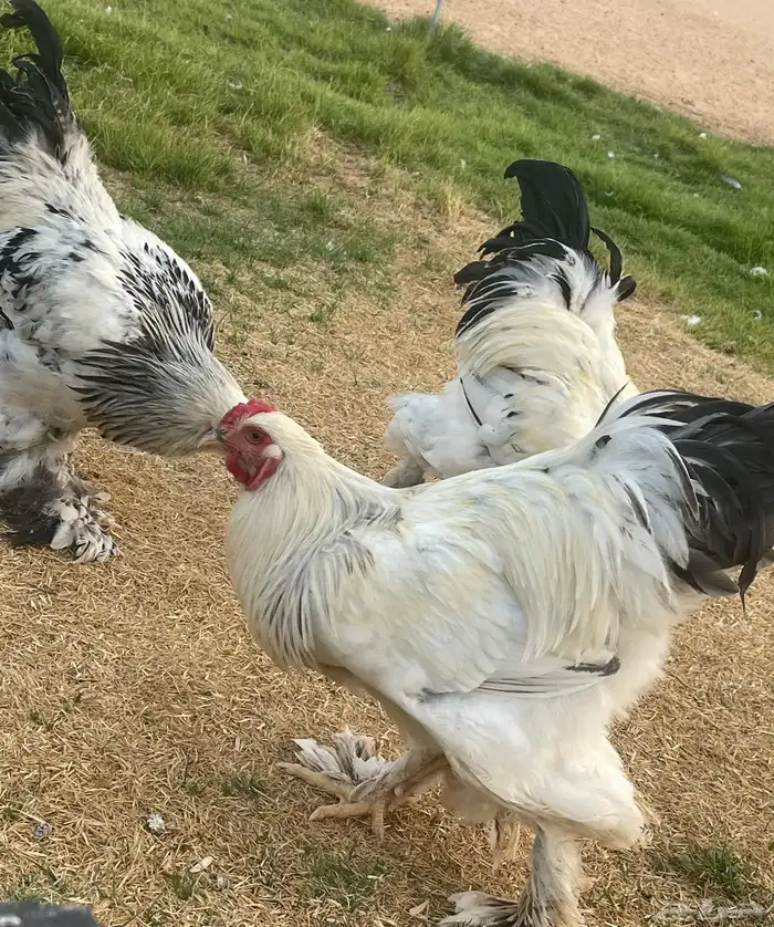 براهما العدد تقريبا  40 حبه العمر من 7 شهور الى 8 4