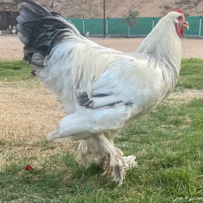 براهما العدد تقريبا  40 حبه العمر من 7 شهور الى 8 2