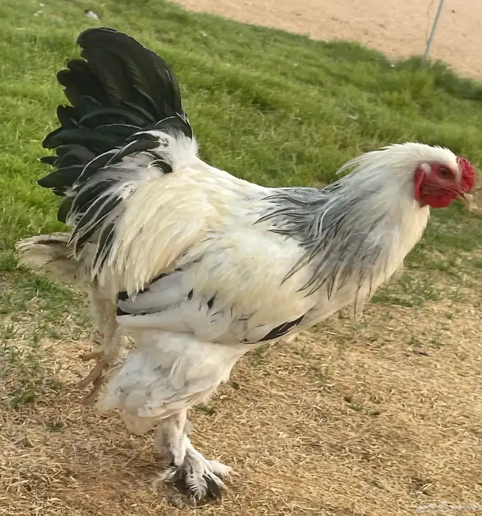 براهما العدد تقريبا  40 حبه العمر من 7 شهور الى 8 9