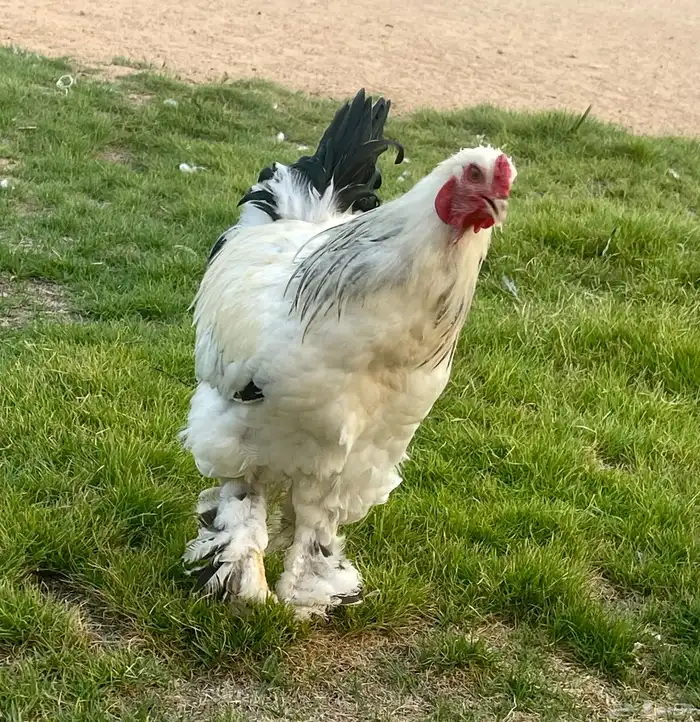 براهما العدد تقريبا  40 حبه العمر من 7 شهور الى 8 15