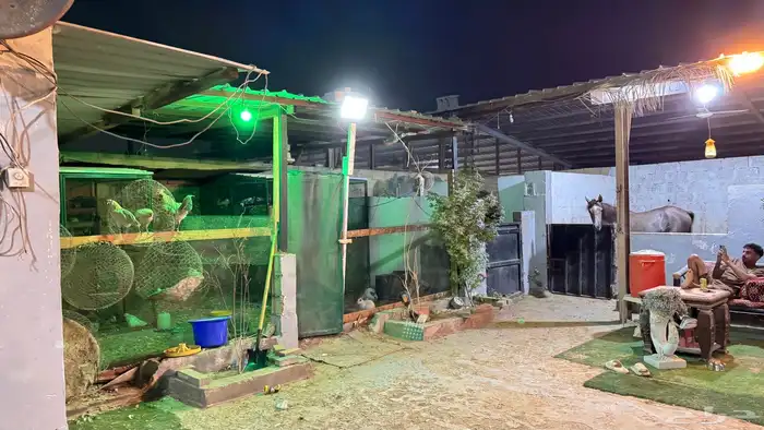 اسطبل للبيع 19