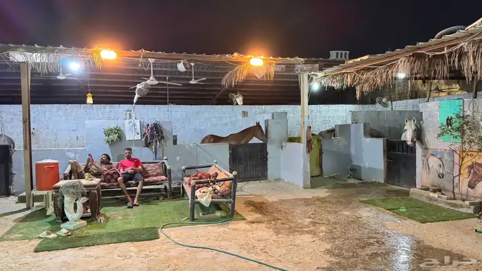اسطبل للبيع 18