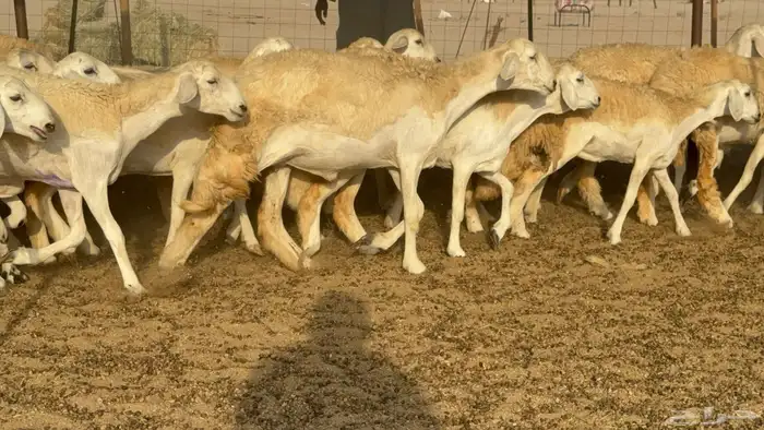 رخال حريات حرش مضاريع صنف عددها 59 38