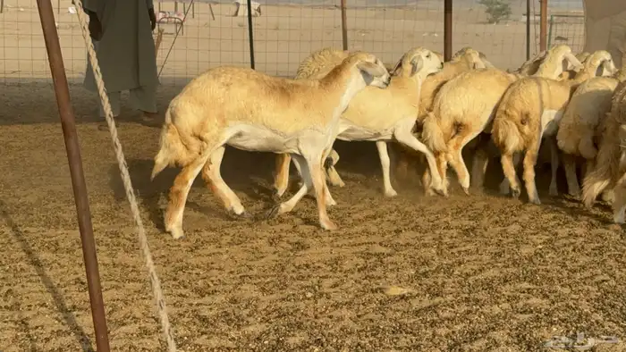 رخال حريات حرش مضاريع صنف عددها 59 35
