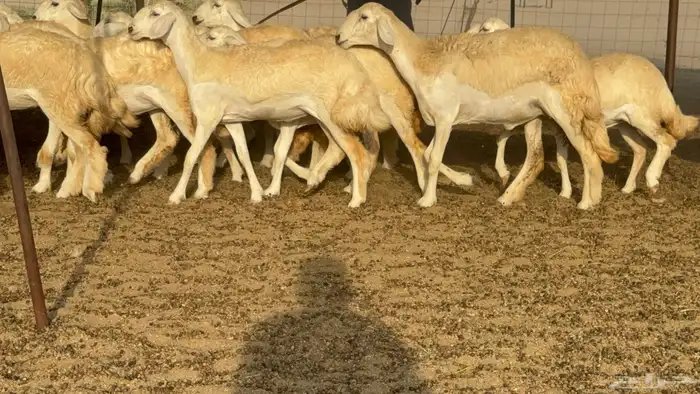 رخال حريات حرش مضاريع صنف عددها 59 37