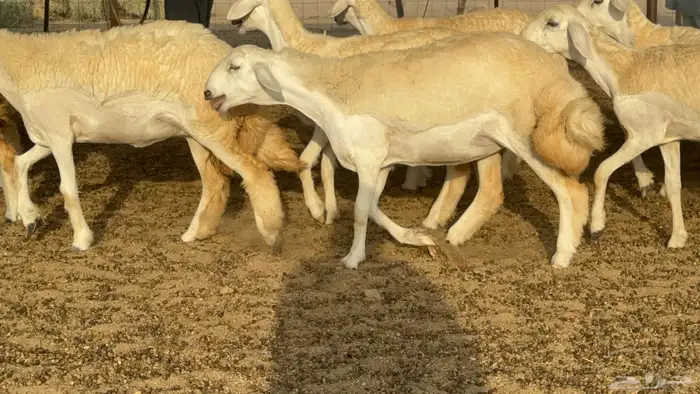 رخال حريات حرش مضاريع صنف عددها 59 16