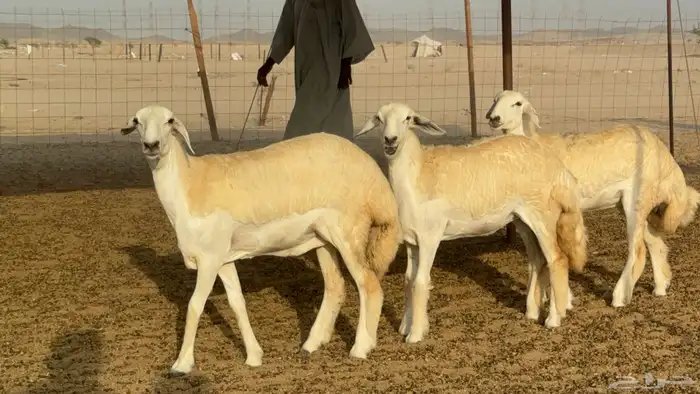رخال حريات حرش مضاريع صنف عددها 59 19