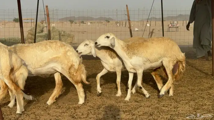 رخال حريات حرش مضاريع صنف عددها 59 4
