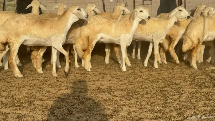 رخال حريات حرش مضاريع صنف عددها 59 2