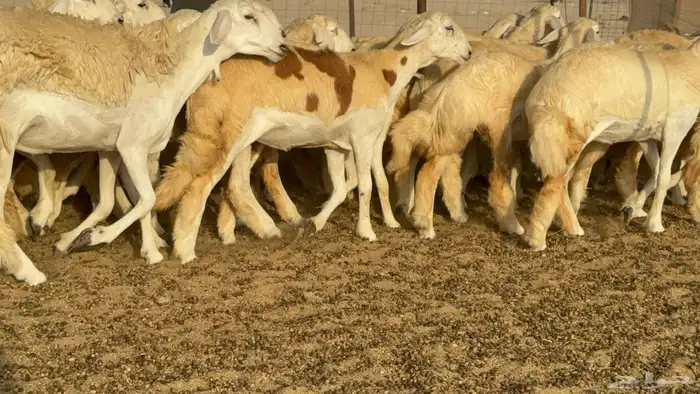 رخال حريات حرش مضاريع صنف عددها 59 12