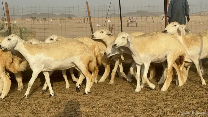 رخال حريات حرش مضاريع صنف عددها 59 5