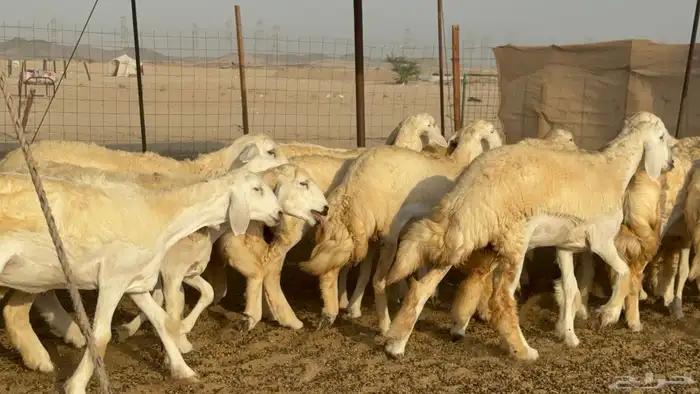 رخال حريات حرش مضاريع صنف عددها 59 10