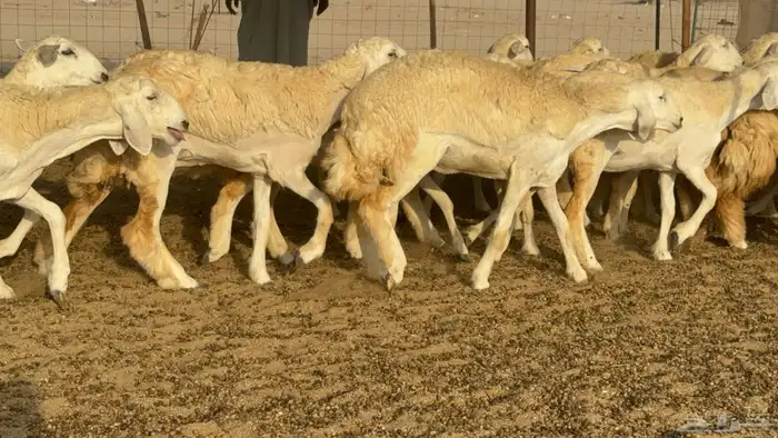 رخال حريات حرش مضاريع صنف عددها 59 30