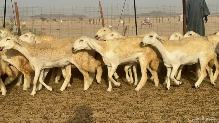 رخال حريات حرش مضاريع صنف عددها 59 6