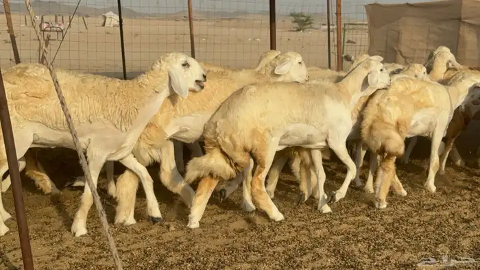 رخال حريات حرش مضاريع صنف عددها 59 9