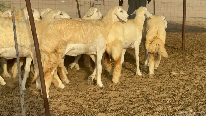 رخال حريات حرش مضاريع صنف عددها 59 33