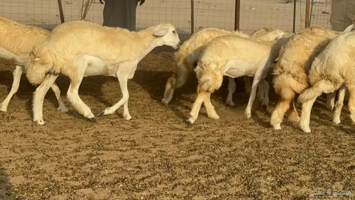 رخال حريات حرش مضاريع صنف عددها 59 26
