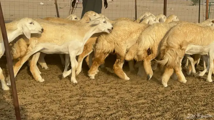 رخال حريات حرش مضاريع صنف عددها 59 31