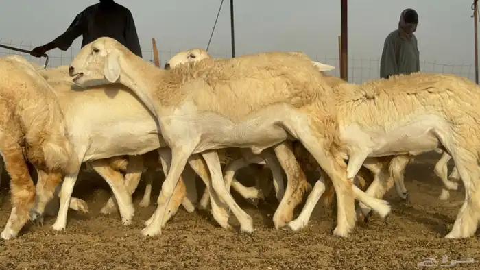 رخال حريات حرش مضاريع صنف عددها 59 8