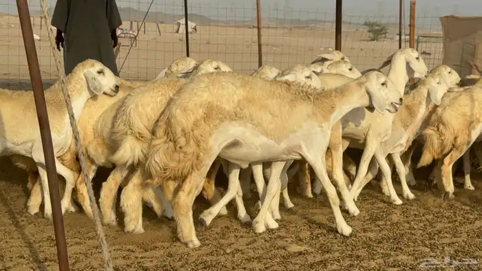 رخال حريات حرش مضاريع صنف عددها 59 24