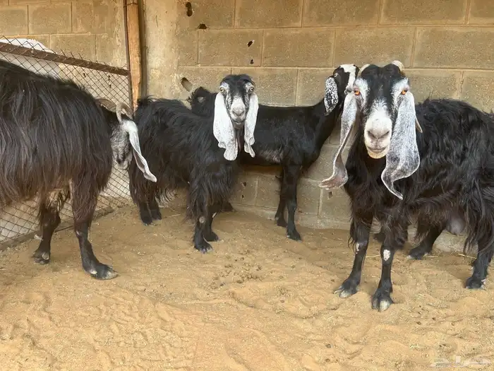 معزا عوارض مقاني..تم البيع 5