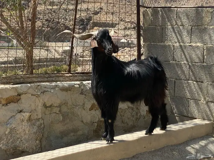 فحل ماعز ادغس رباع 3
