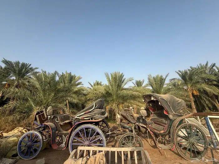 عربات خيل للبيع 5