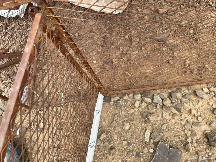 شبك 1