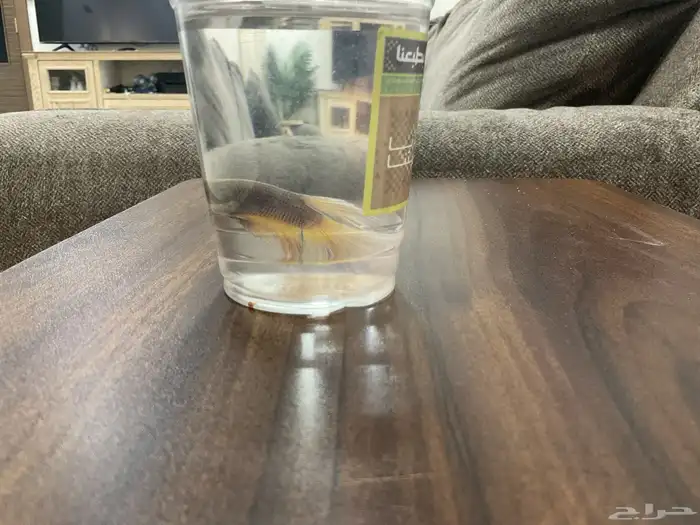 سمك ليوم وطني فايتر 0