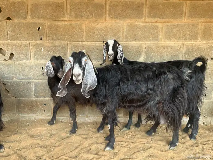 معزا عوارض مقاني..تم البيع 2