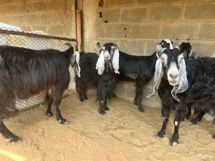 معزا عوارض مقاني..تم البيع 4