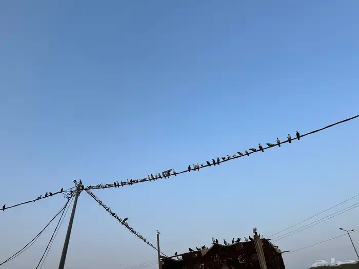 حمام بلدي 0