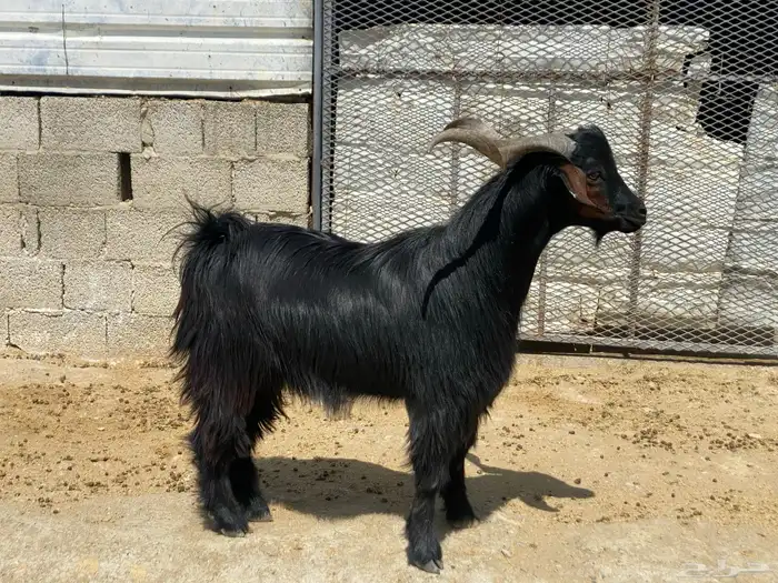 فحل ماعز ادغس رباع 8