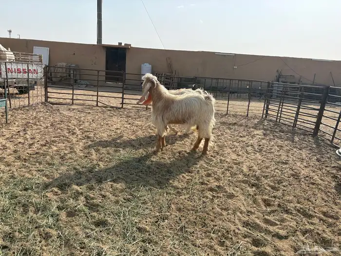 تيوس فحول عوارض ومشاريك طيبه عدد 4 0