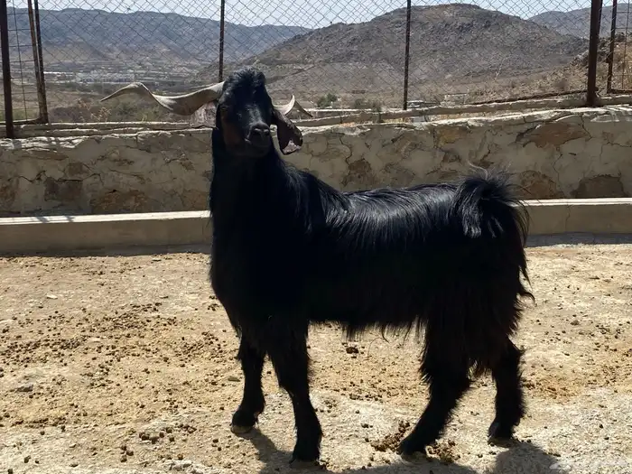فحل ماعز ادغس رباع 0