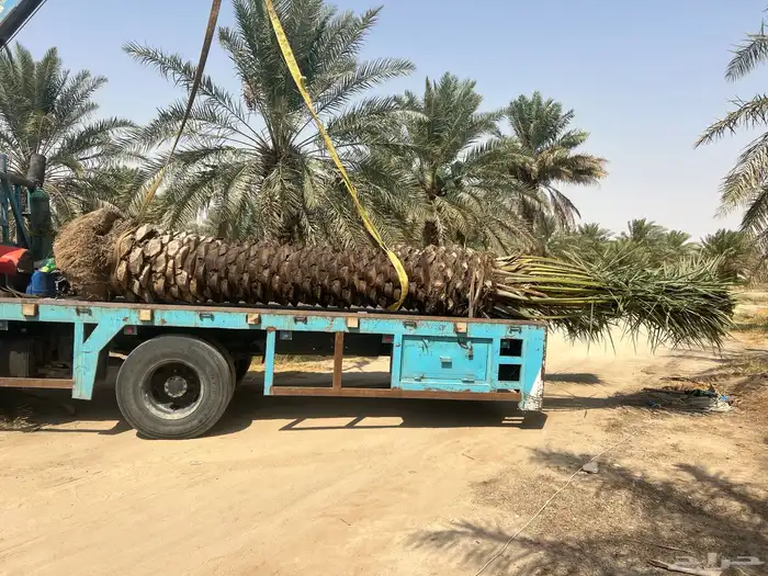 نخيل عربي 4