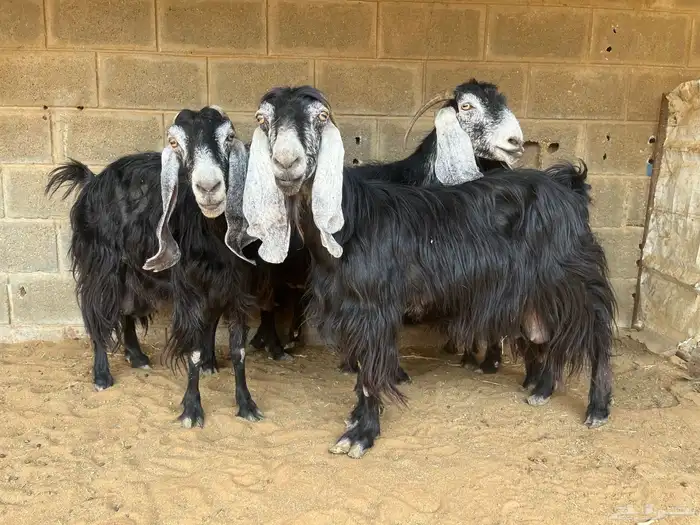 معزا عوارض مقاني..تم البيع 0