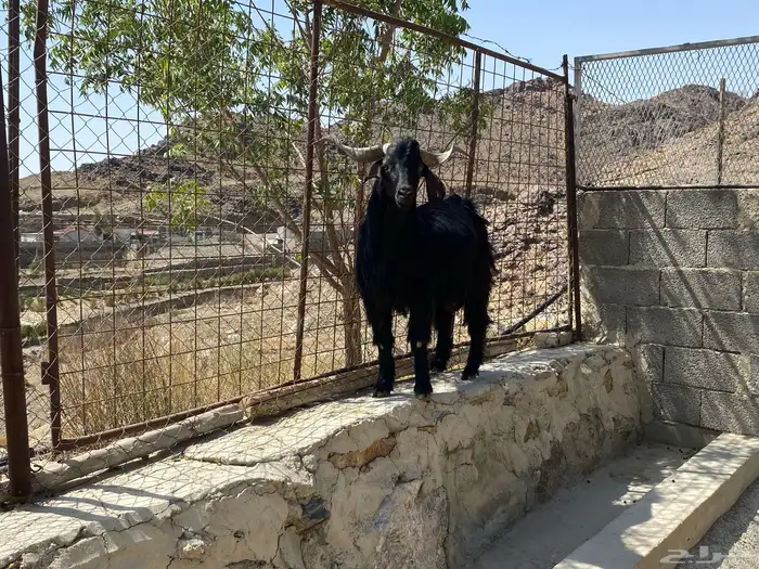 فحل ماعز ادغس رباع 6