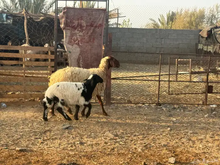 نعيم ولد تم البيع 0