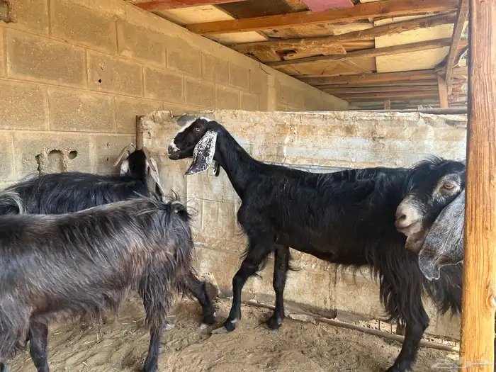 معزا عوارض مقاني..تم البيع 1