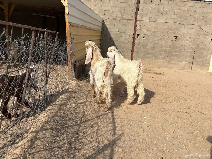 تيوس فحول عوارض ومشاريك طيبه عدد 4 1