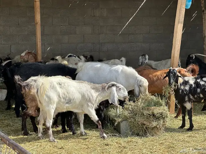 33 معزا مع الفحل. جروم. وأغلبها. أسنان شبب 1