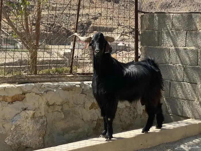 فحل ماعز ادغس رباع 1